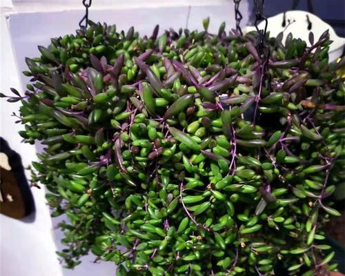 情人泪开的花语是什么？它象征着怎样的情感？