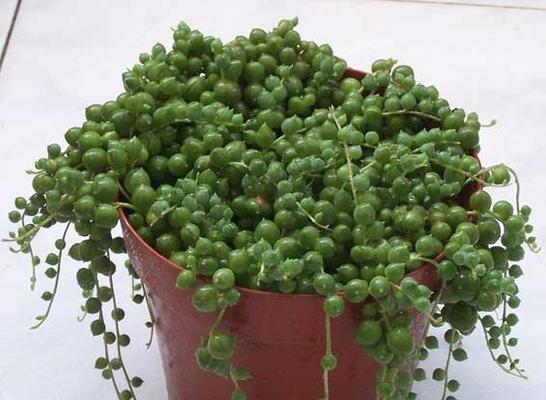 情人泪开的花语是什么？它象征着怎样的情感？