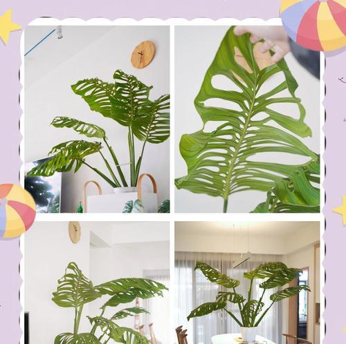 龟背竹品种有哪些？如何挑选适合家居的龟背竹？
