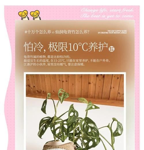 龟背竹品种有哪些？如何挑选适合家居的龟背竹？