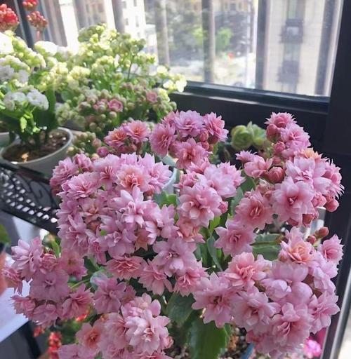 如何正确养好各种花卉？