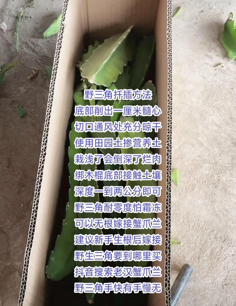 蟹爪兰不通过嫁接的养护方法是什么？