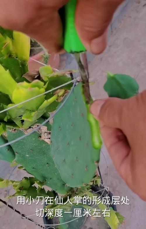蟹爪兰不通过嫁接的养护方法是什么？