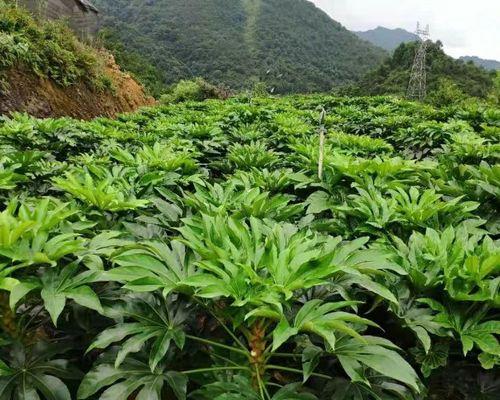 八角金盘的繁殖方法是什么？如何进行有效的繁殖？