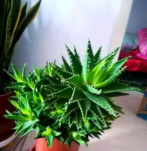 哪种芦荟品种观赏性最好？观赏用芦荟品种推荐有哪些？