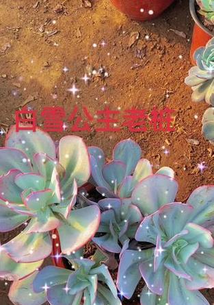 白雪公主植物的养护要点和常见问题？
