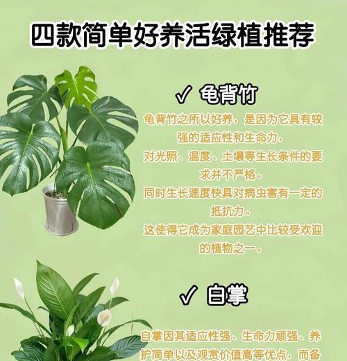 白雪公主植物的养护要点和常见问题？