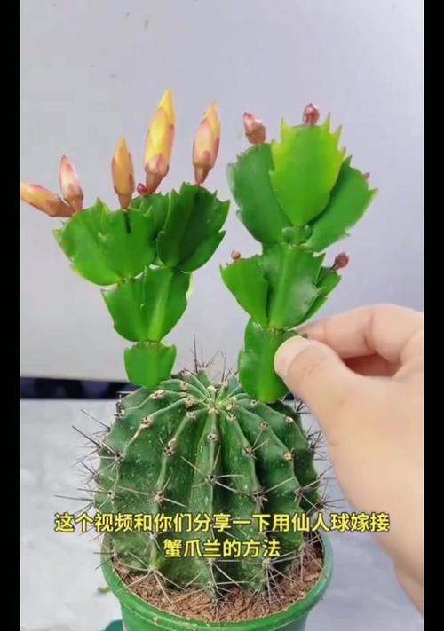 仙人掌嫁接的步骤和技巧有哪些？