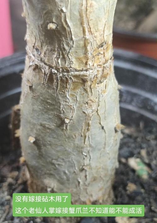 仙人掌嫁接的步骤和技巧有哪些？