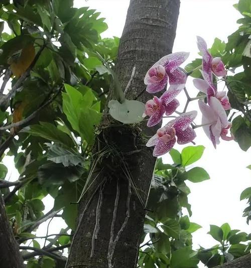 蝴蝶兰花的养殖方法和常见问题？