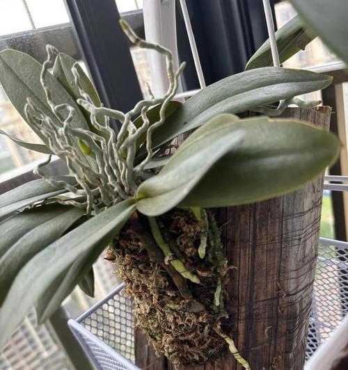 蝴蝶兰花的养殖方法和常见问题？