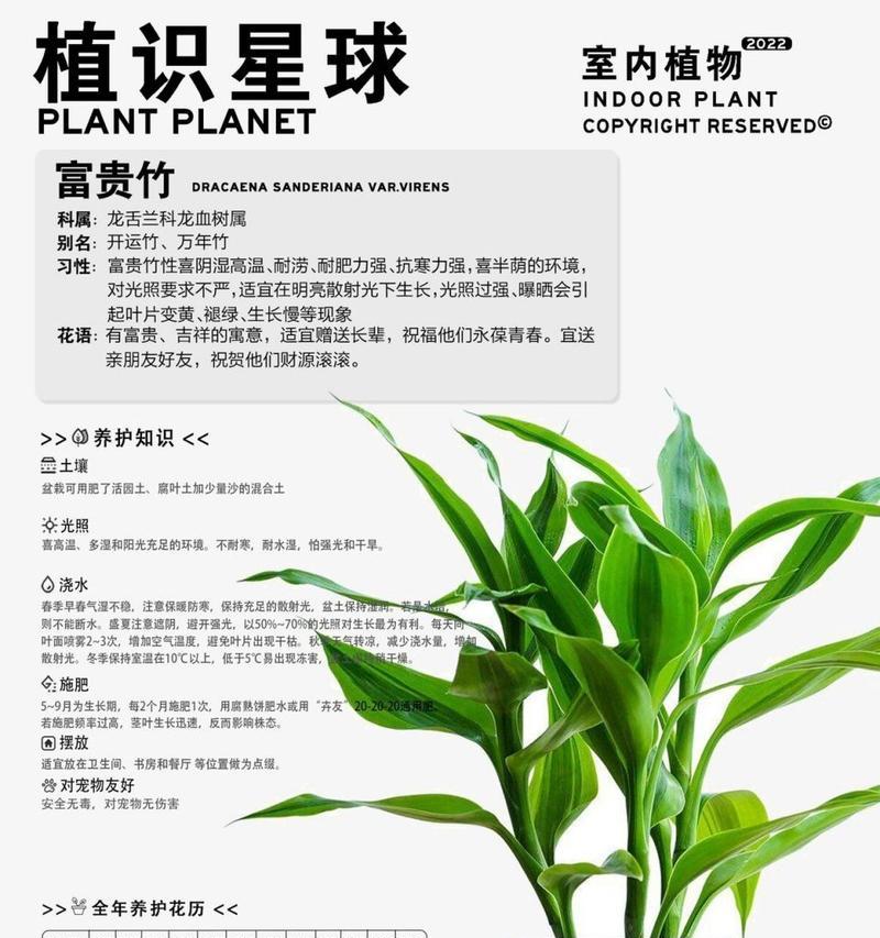 富贵竹的正确养护方式？