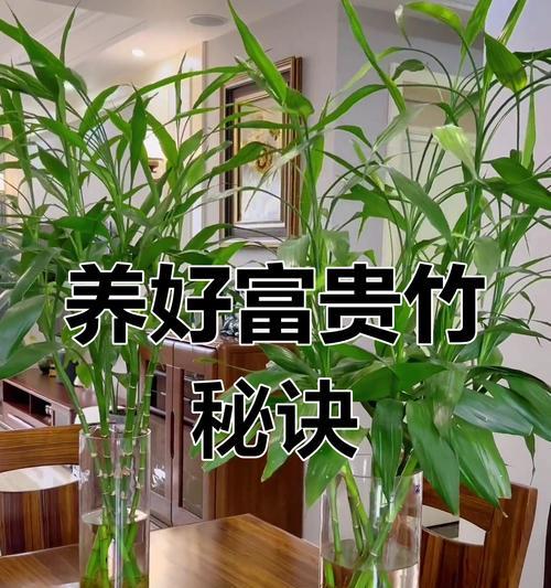 富贵竹的正确养护方式？
