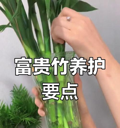 富贵竹的正确养护方式？