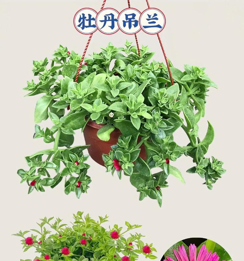 牡丹花浇水技巧有哪些？多久浇一次水合适？