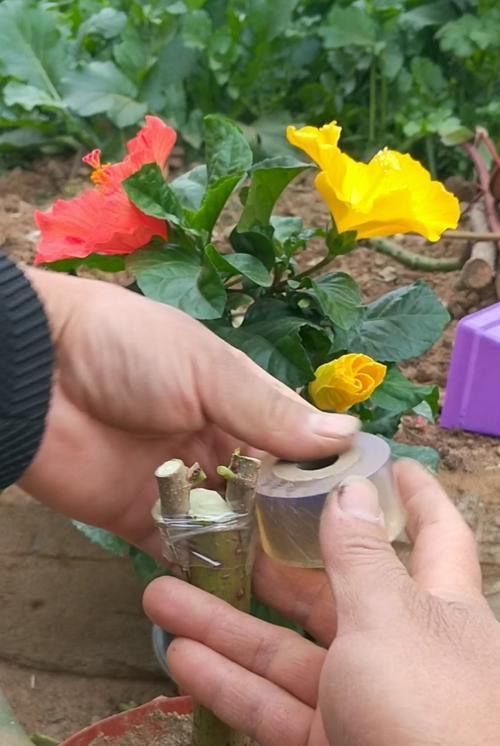 木槿嫁接的技术要点是什么？怎样提高成功率？