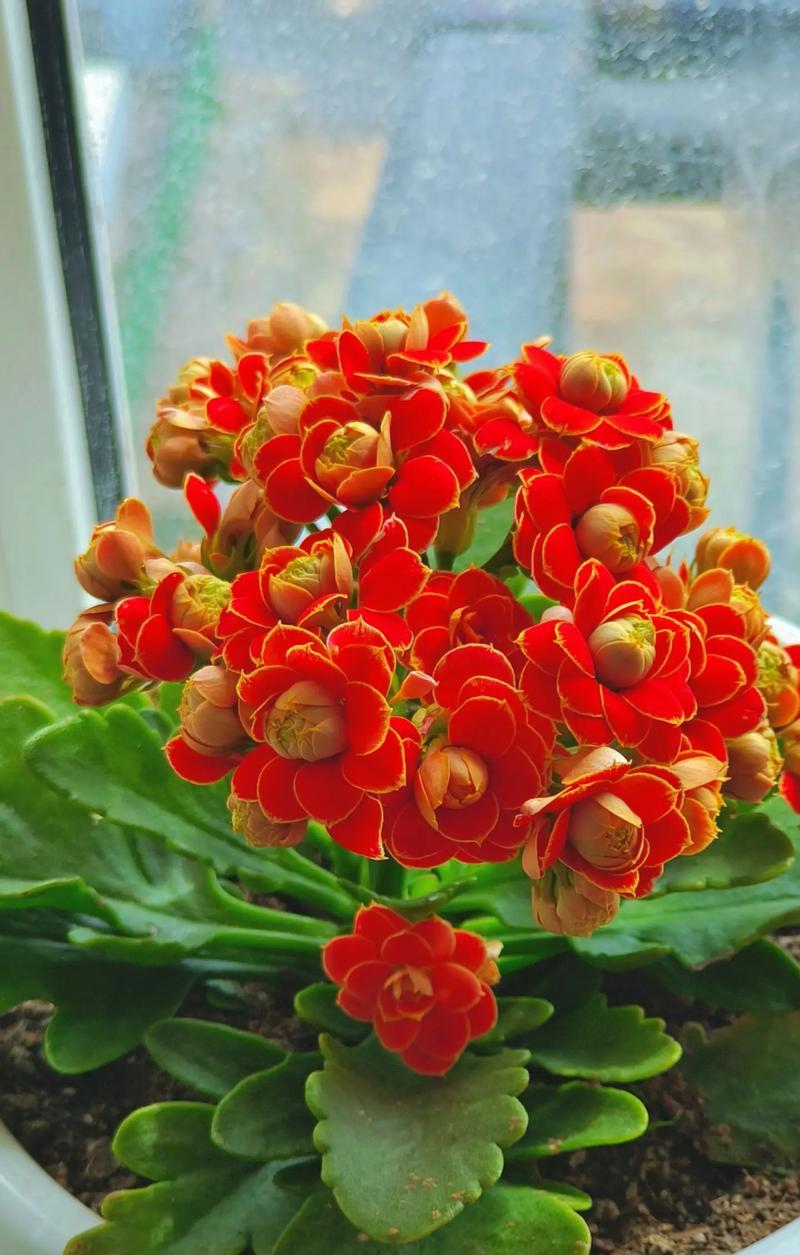 长寿花哪种品种最好？长寿花的优质品种有哪些？