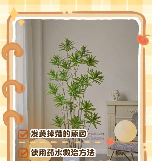 百合花叶子黄了是什么原因？如何拯救？