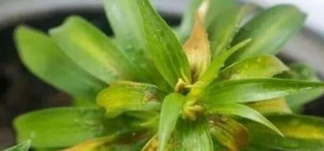 百合花叶子黄了是什么原因？如何拯救？