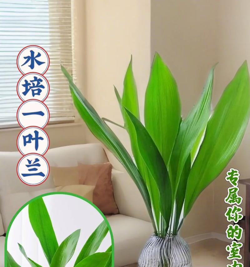 一叶兰水培技巧有哪些？