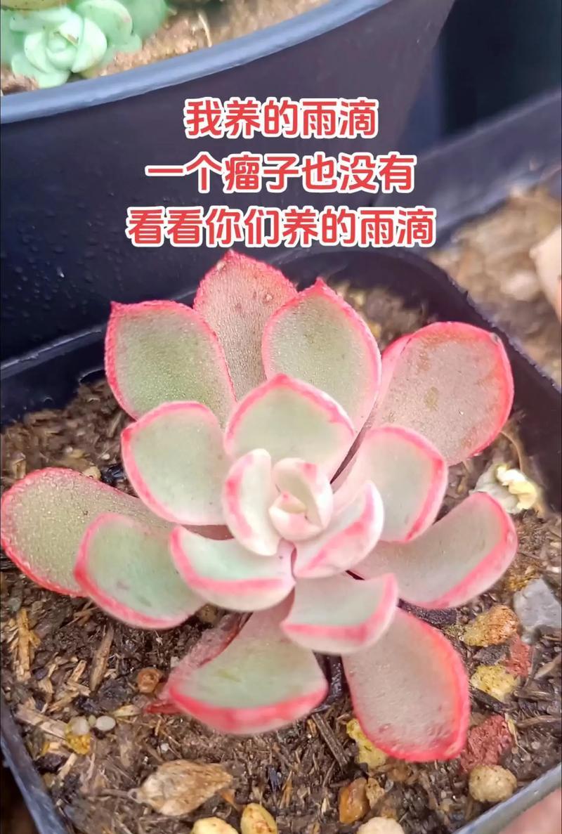 石莲的养殖技巧？石莲叶子发软是什么原因？
