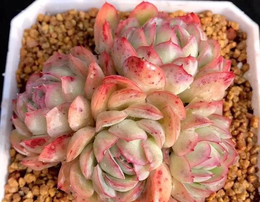 石莲的养殖技巧？石莲叶子发软是什么原因？