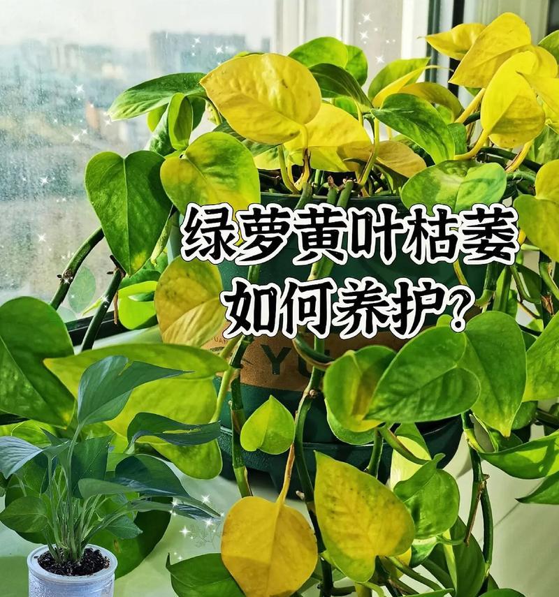 绿萝的养护方法和常见问题解答？