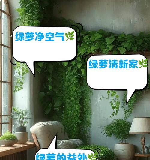 绿萝的养护方法和常见问题解答？