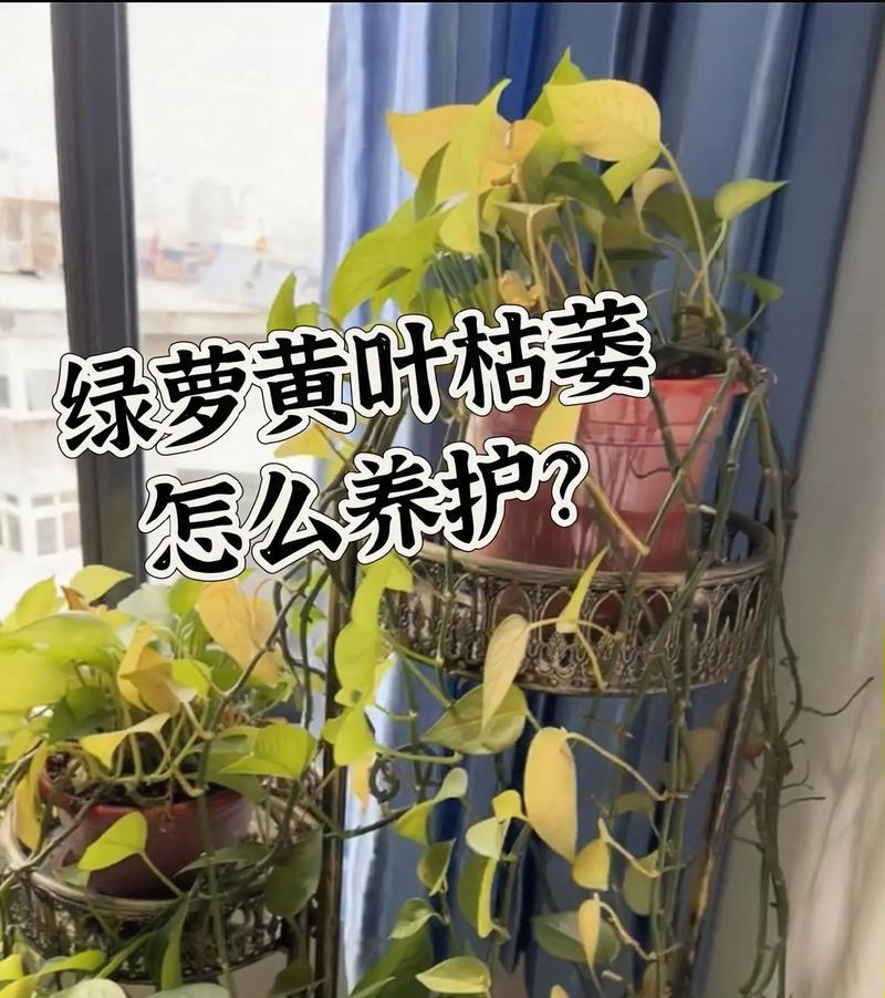 绿萝的养护方法和常见问题解答？