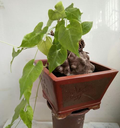 盆栽花卉邮寄需要注意什么？