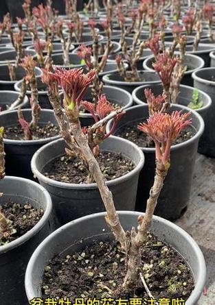 盆栽花卉邮寄需要注意什么？