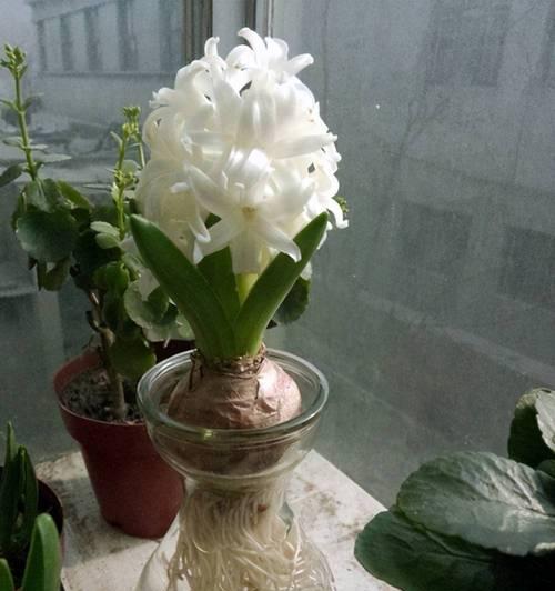 水培花卉的正确方法是什么？有哪些注意事项？