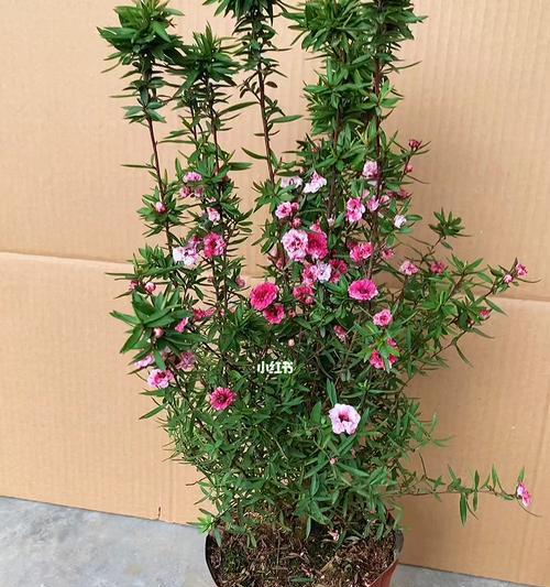 木本花卉品种有哪些？木本花卉品种如何选择？