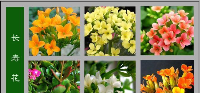 木本花卉品种有哪些？木本花卉品种如何选择？
