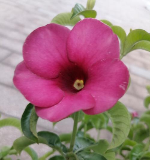 木本花卉品种有哪些？木本花卉品种如何选择？