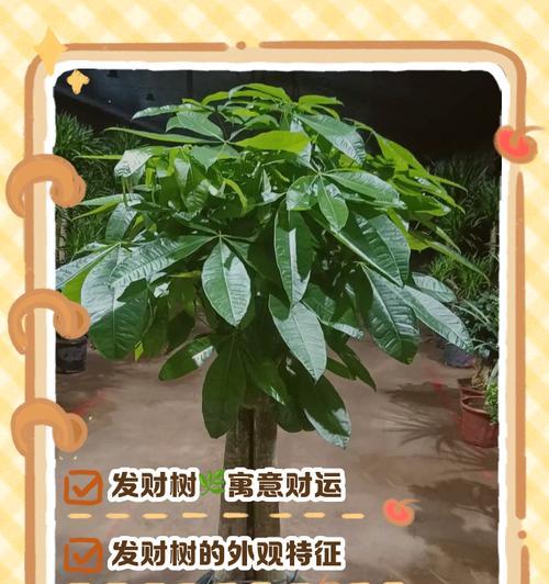 发财树的外观特征有哪些？