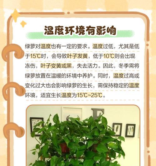 录罗叶子发黄的解决方法是什么？