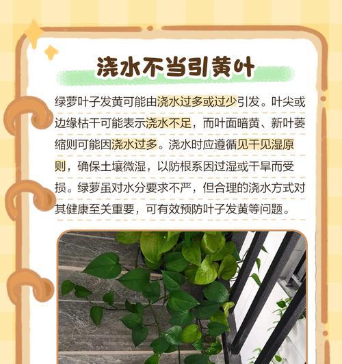 录罗叶子发黄的解决方法是什么？