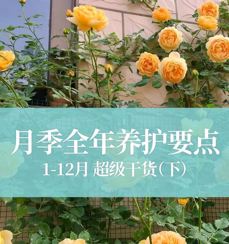 进口月季花的养护要点是什么？如何保持其鲜艳的色彩？