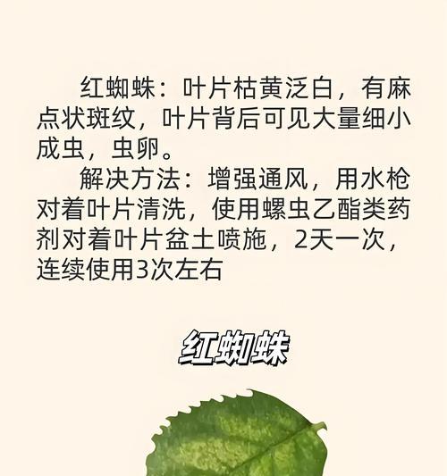 进口月季花的养护要点是什么？如何保持其鲜艳的色彩？