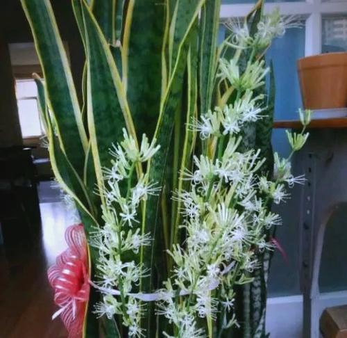 哪些花卉能有效去除甲醛？如何摆放这些植物？