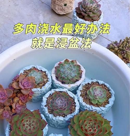 花翻盆的正确方法是什么？如何避免翻盆时的常见问题？