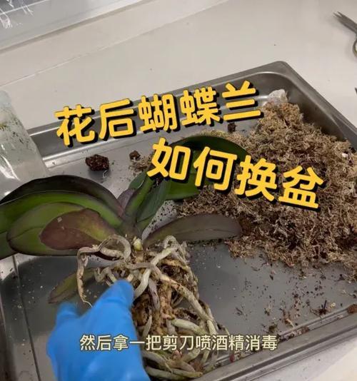 花翻盆的正确方法是什么？如何避免翻盆时的常见问题？