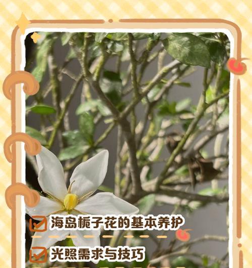 栀子花的养护方法是什么？栀子花的繁殖技巧有哪些？