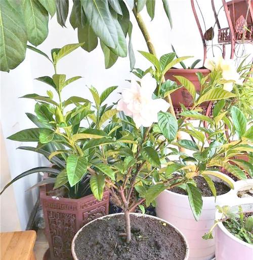 栀子花的养护方法是什么？栀子花的繁殖技巧有哪些？