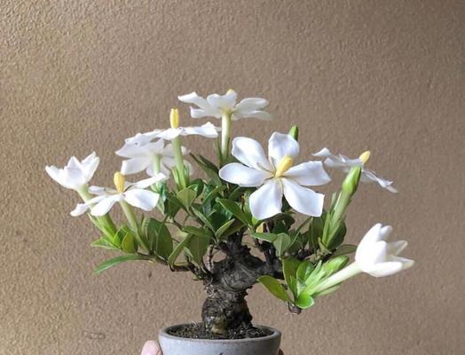 栀子花的养护方法是什么？栀子花的繁殖技巧有哪些？