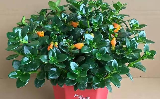 金边吊兰不开花的原因是什么？如何促进开花？