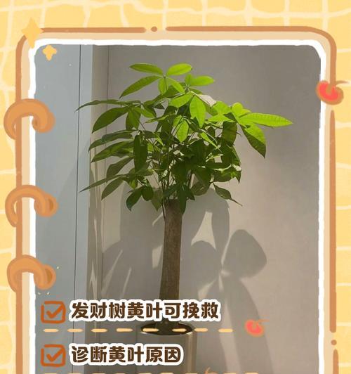 小发财树叶子发黄是什么问题？如何解决？