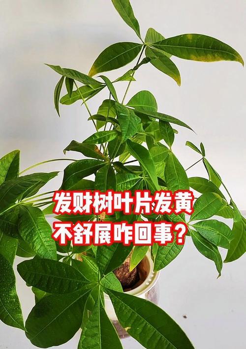 小发财树叶子发黄是什么问题？如何解决？