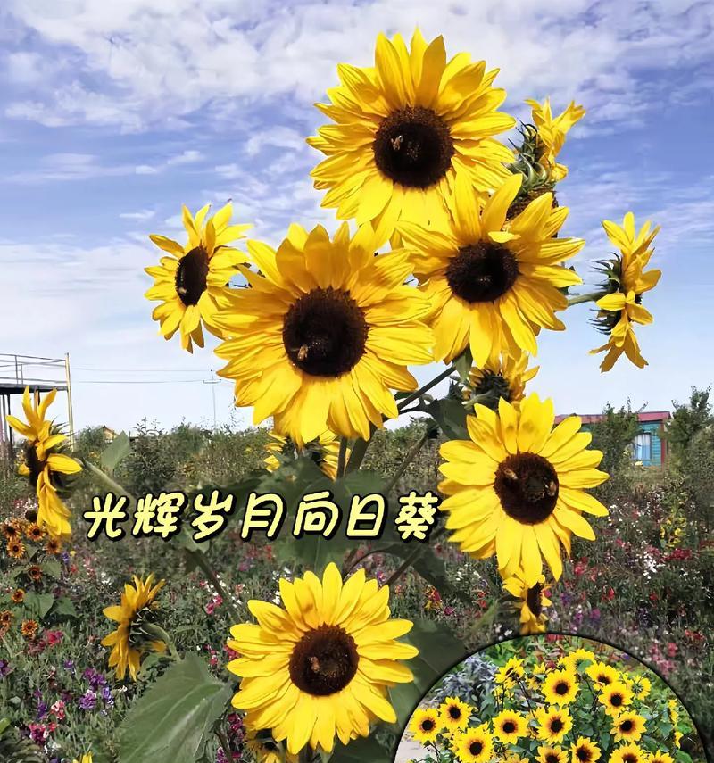 向日葵盆栽种植步骤是什么？向日葵盆栽需要注意什么？